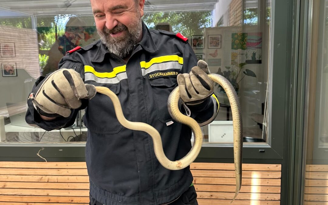Tierrettungen